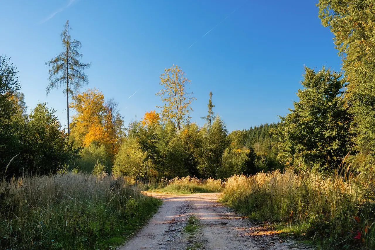forest-path-7555436_1280